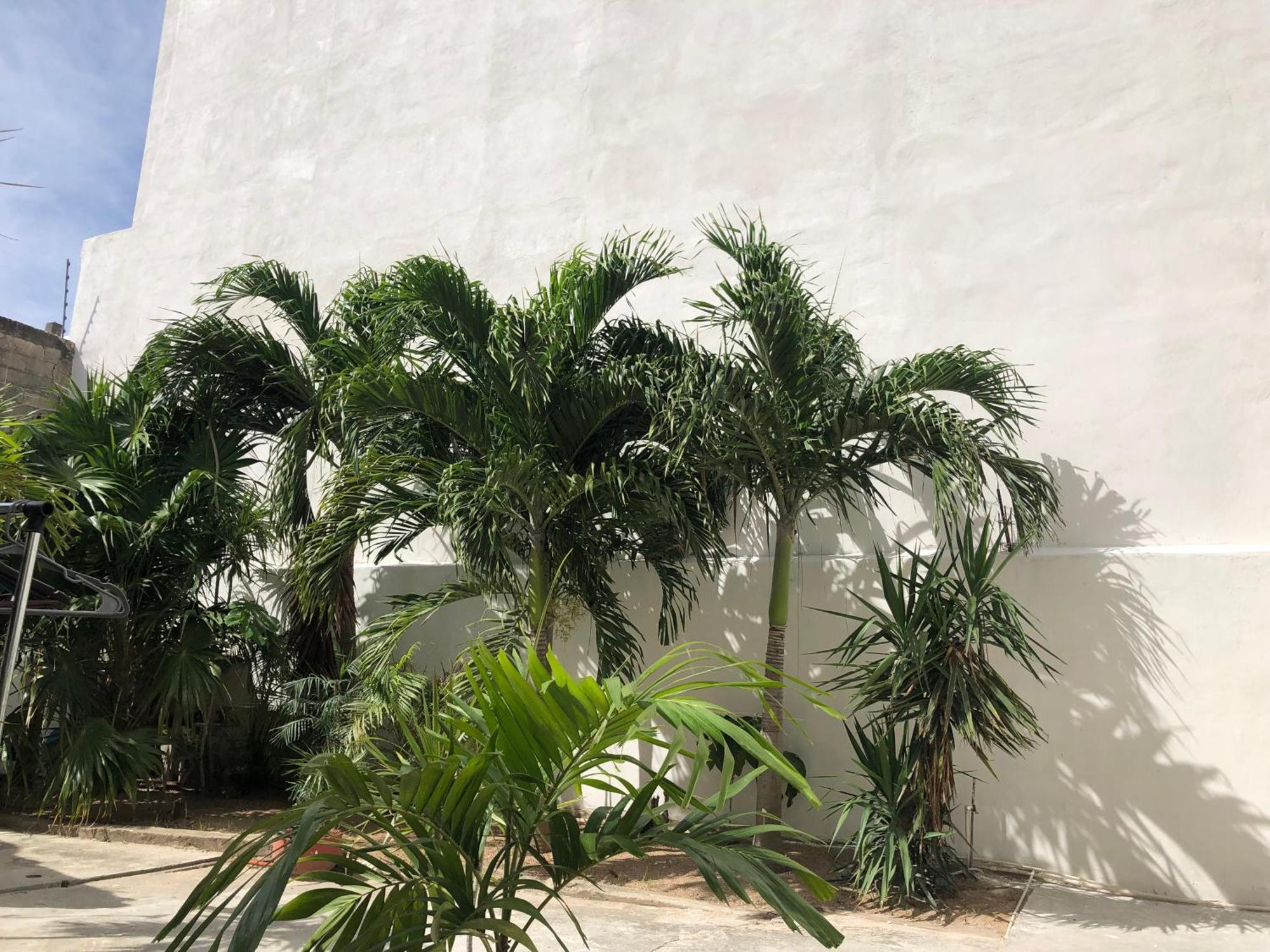 Studios Playa Playa del Carmen Extérieur photo
